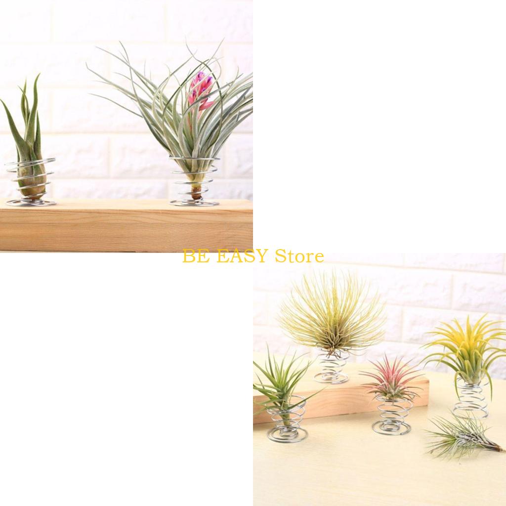 Air Plant Tillandsia - E28F Set 20 Tanaman Rumah Tropis
