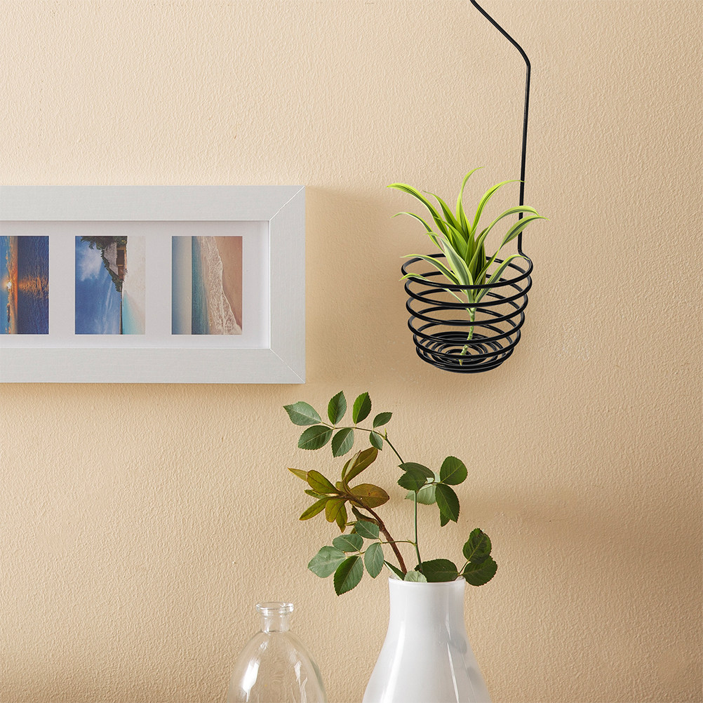 3 Buah Gantungan Tanaman Spira - Air Plant Tillandsia ulasan dan harga