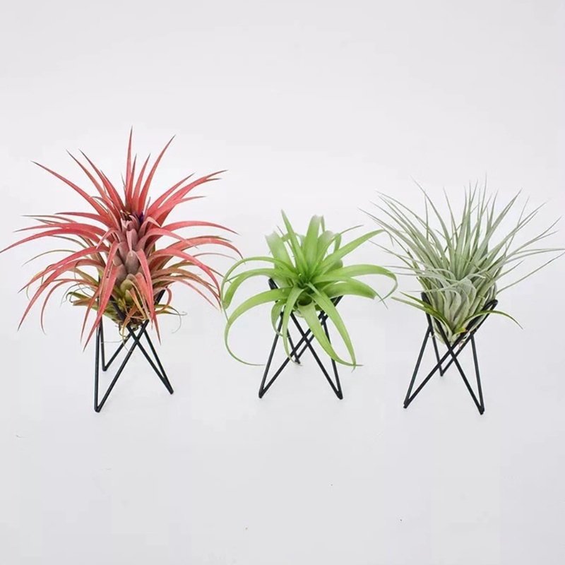 Gaya Nordic Air Tanaman Pemega - Air Plant Tillandsia ulasan dan harga