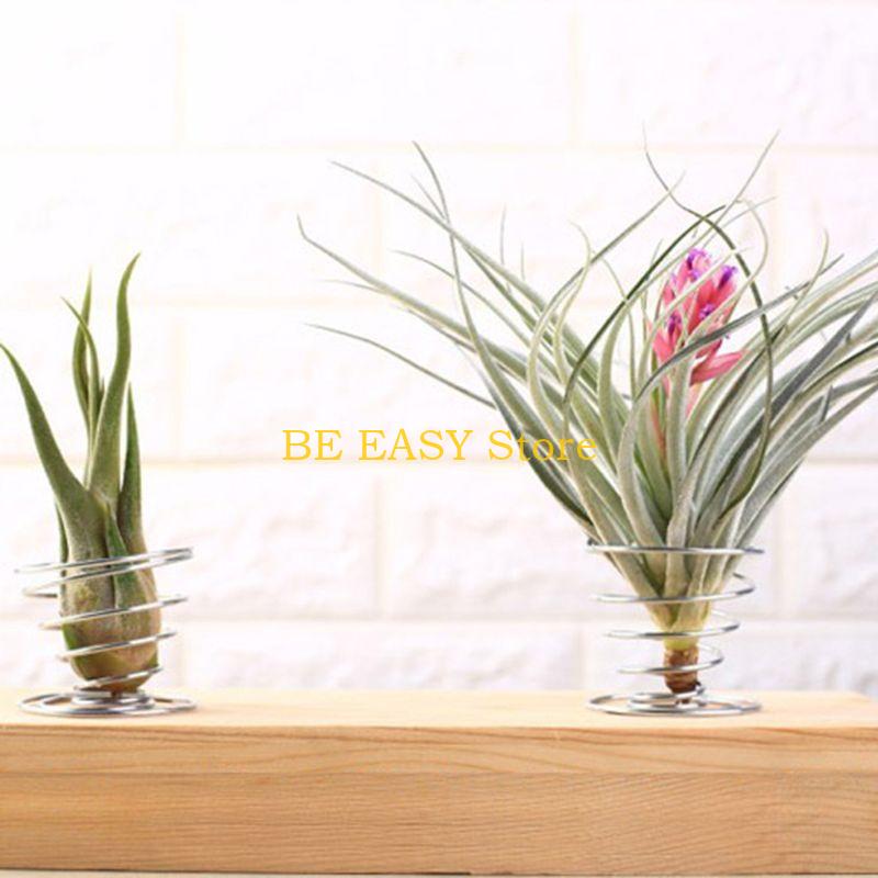 E28F Set 20 Tanaman Rumah Trop - Air Plant Tillandsia ulasan dan harga