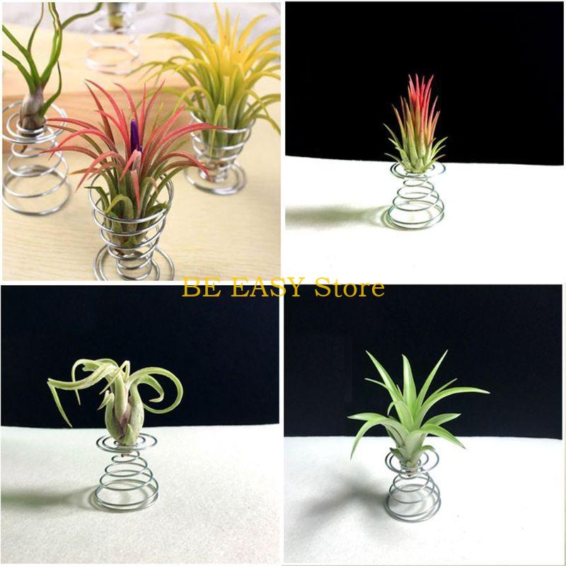 E28F Set 20 Tanaman Rumah Trop - Air Plant Tillandsia ulasan dan harga