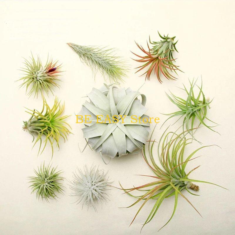 E28F Set 20 Tanaman Rumah Trop - Air Plant Tillandsia ulasan dan harga