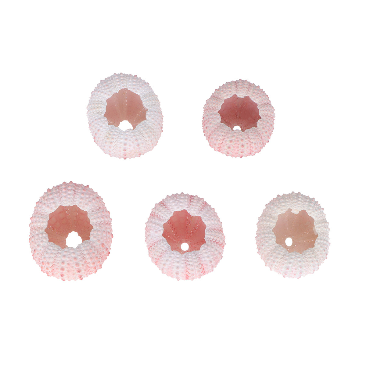 6 Buah Cangkang Bulu Babi Laut - Air Plant Tillandsia ulasan dan harga