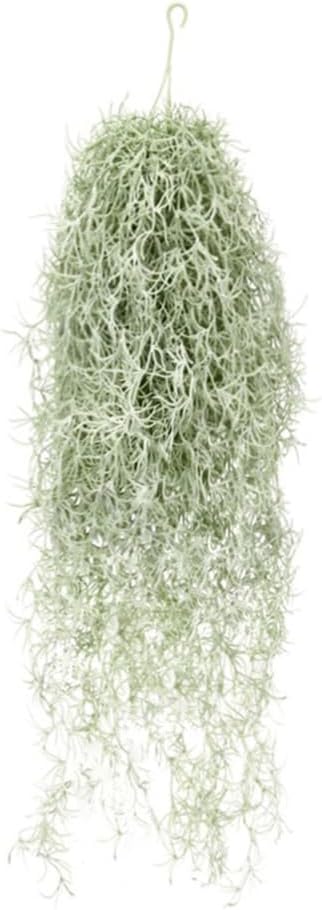 Tanaman Udara Tillandsia Berke - Air Plant Tillandsia ulasan dan harga