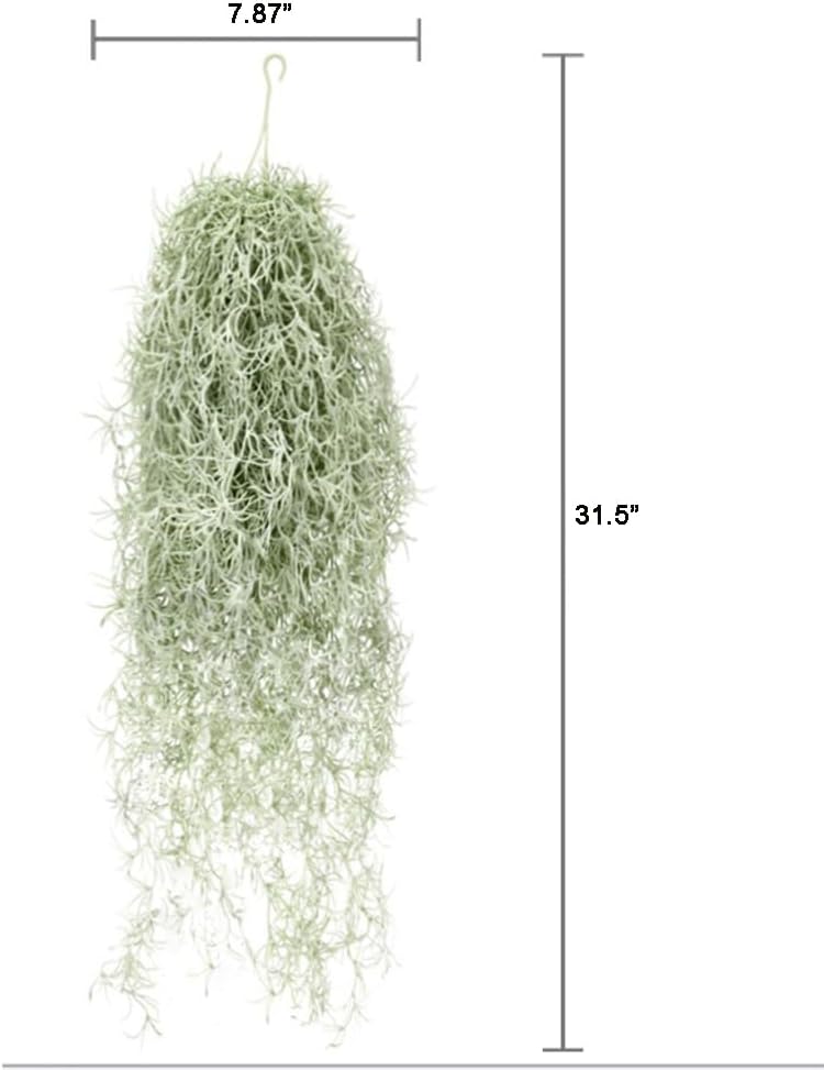 Tanaman Udara Tillandsia Berke - Air Plant Tillandsia ulasan dan harga
