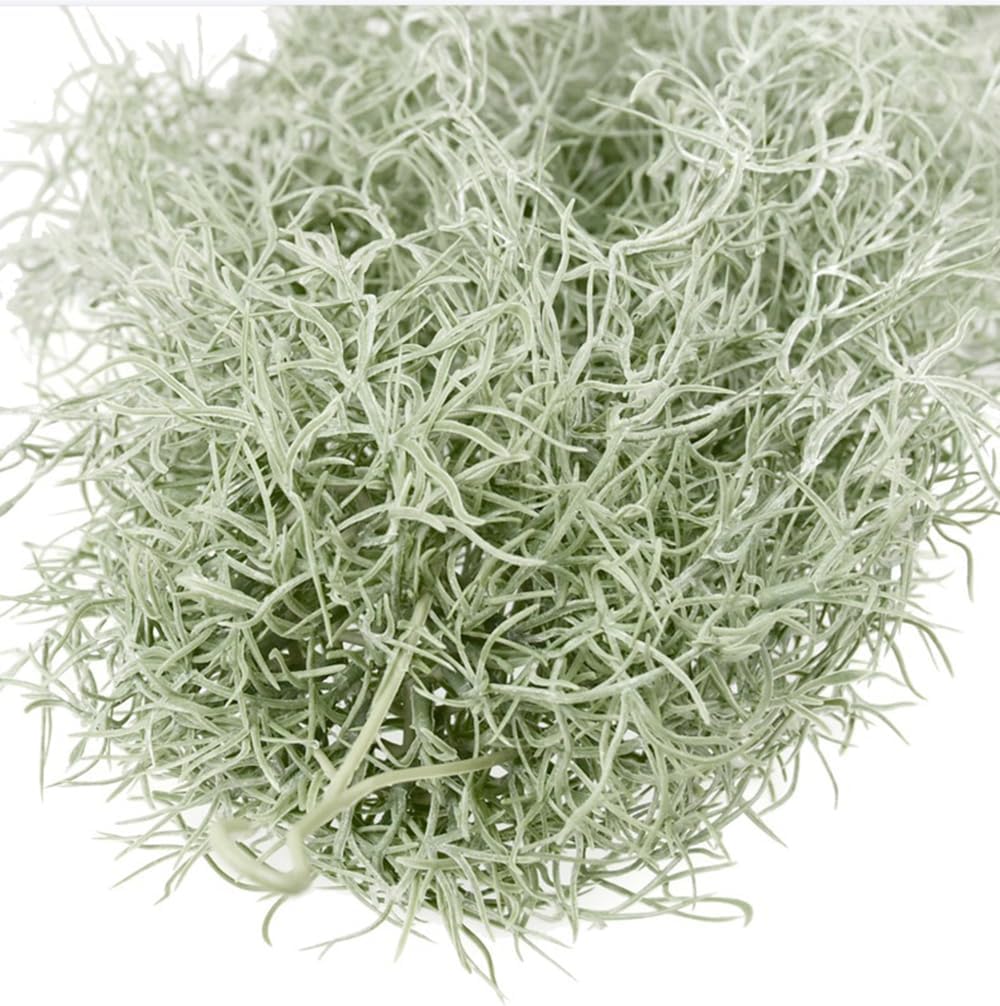 Tanaman Udara Tillandsia Berke - Air Plant Tillandsia ulasan dan harga