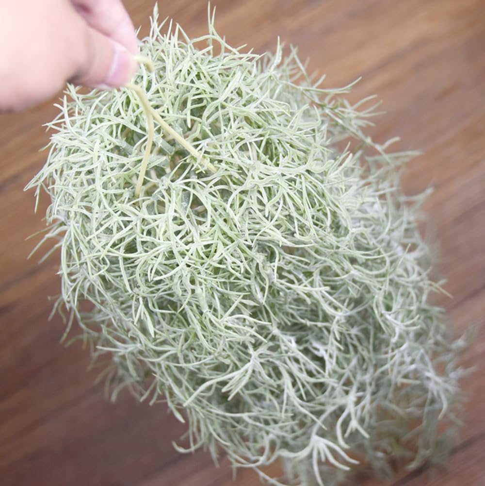 Tanaman Udara Tillandsia Berke - Air Plant Tillandsia ulasan dan harga