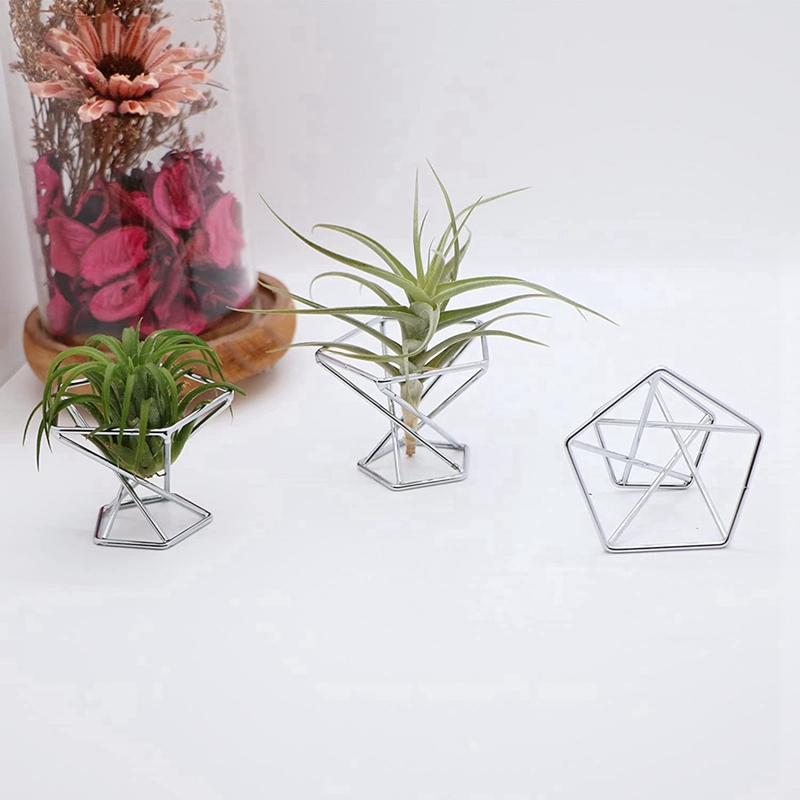 Paket 5 Penyangga Tanaman Udar - Air Plant Tillandsia ulasan dan harga