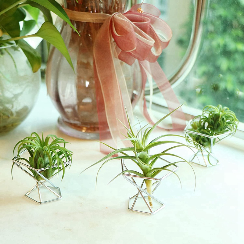 Paket 5 Penyangga Tanaman Udar - Air Plant Tillandsia ulasan dan harga