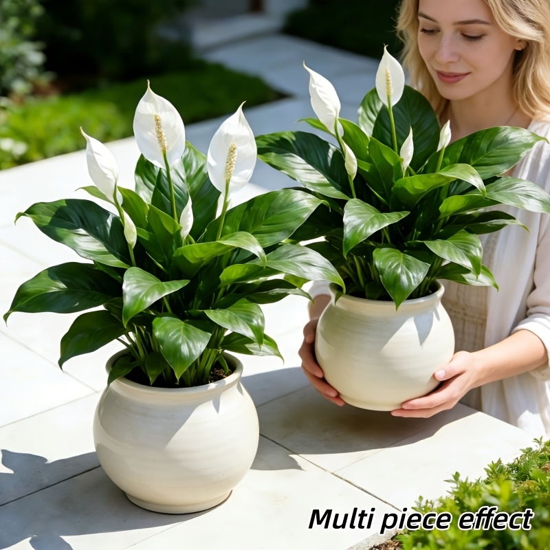 2 Buah = 6 Bunga, Vas Tidak Te - Peace Lily White ulasan dan harga