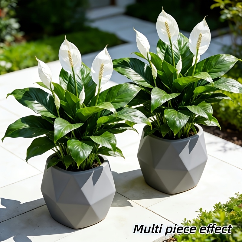 2 Buah = 6 Bunga, Vas Tidak Te - Peace Lily White ulasan dan harga