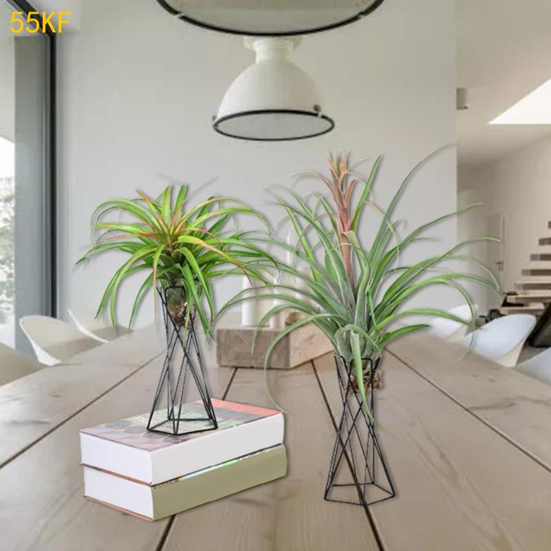 55kf Pemegang Udara Nordik Log - Air Plant Tillandsia ulasan dan harga
