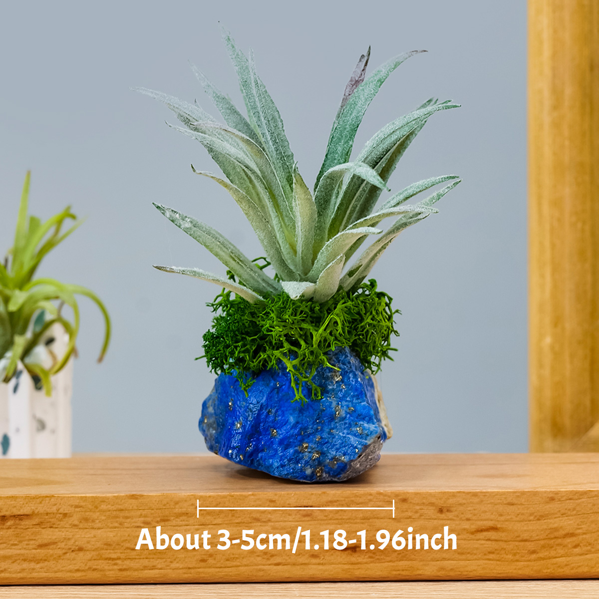 1 buah Dekorasi Tanaman Udara  - Air Plant Tillandsia ulasan dan harga