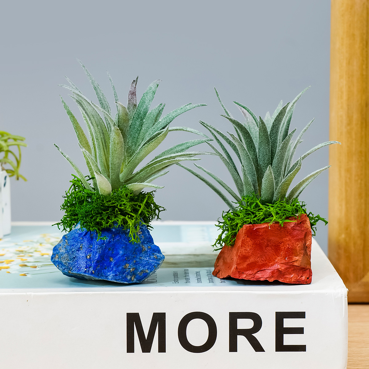 1 buah Dekorasi Tanaman Udara  - Air Plant Tillandsia ulasan dan harga